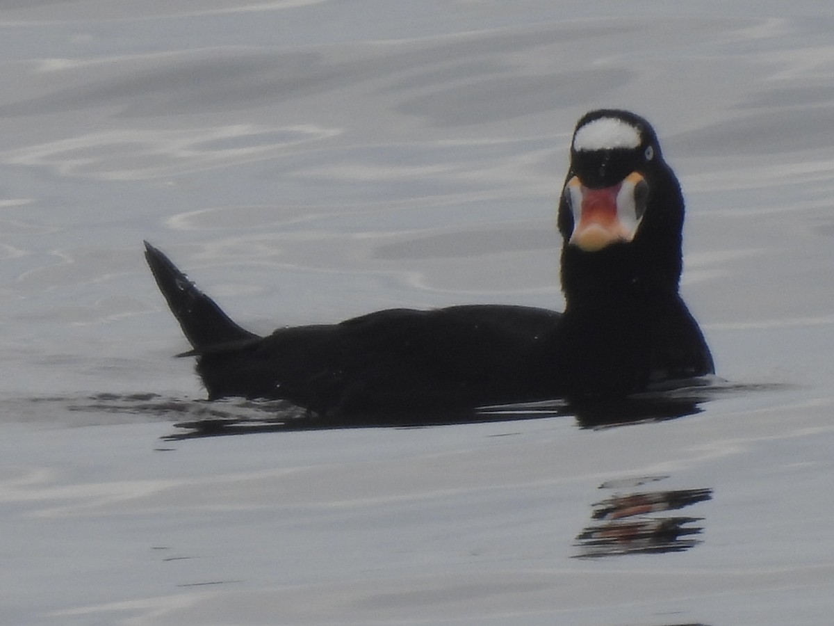 Surf Scoter - ML609191297