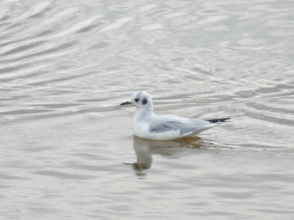 Bonaparte's Gull - Denis Provencher COHL