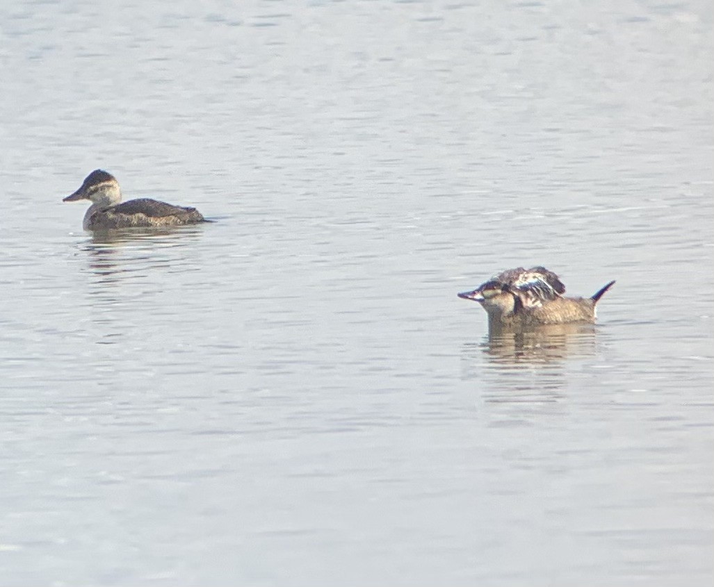 Ruddy Duck - ML609191369