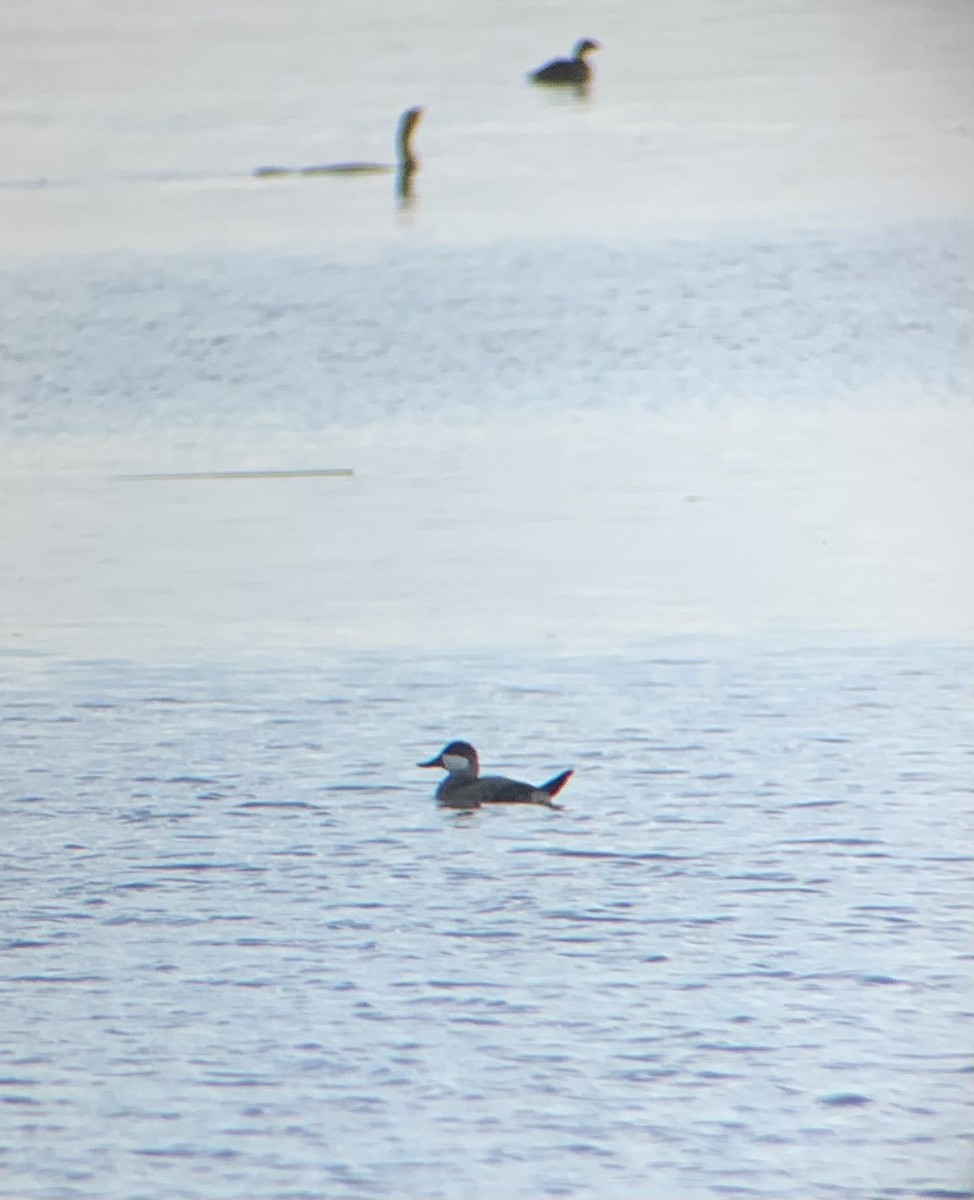 Ruddy Duck - ML609191370