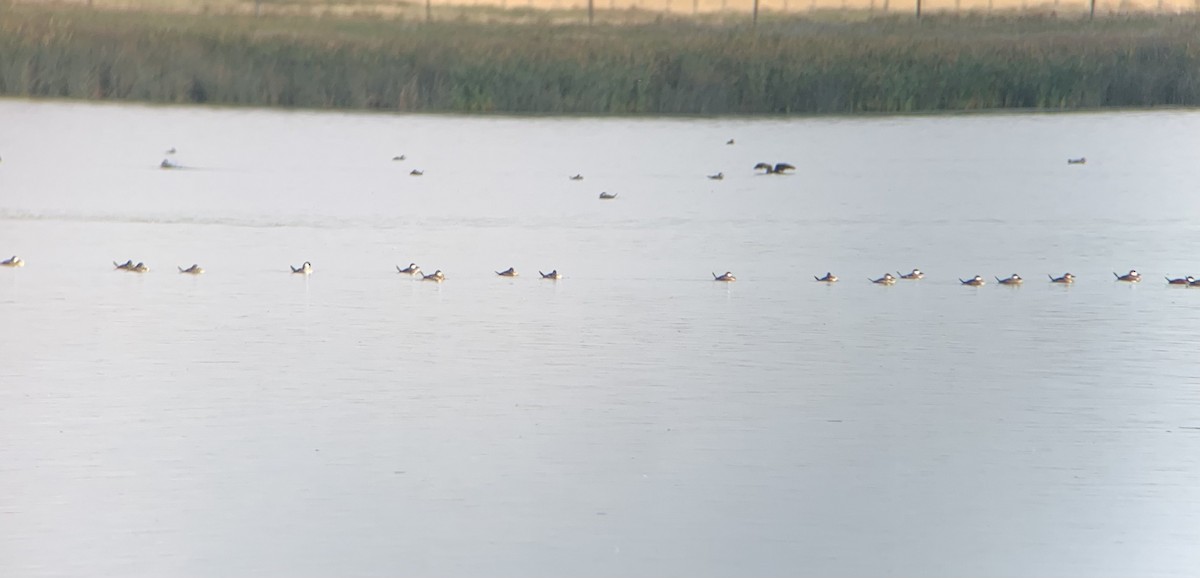 Ruddy Duck - ML609191371