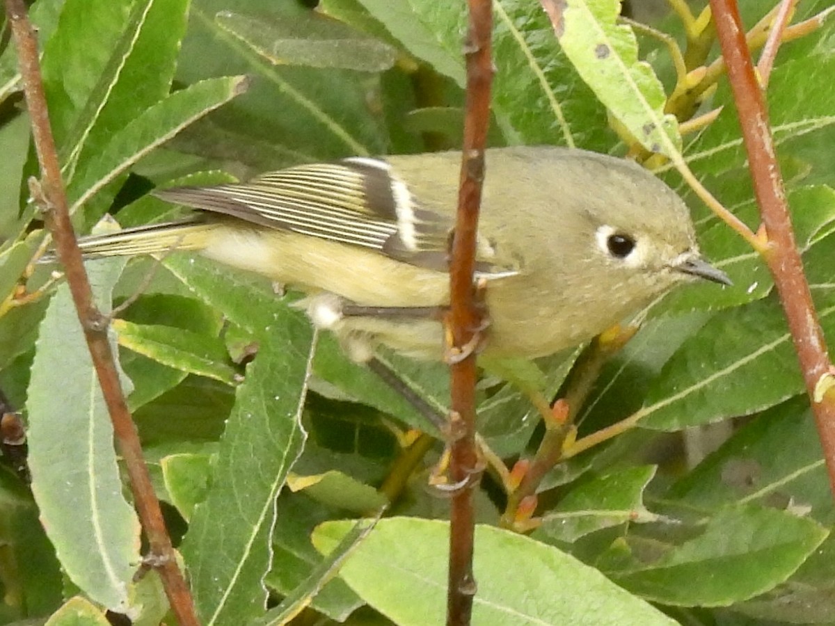 Ruby-crowned Kinglet - Dana Cox