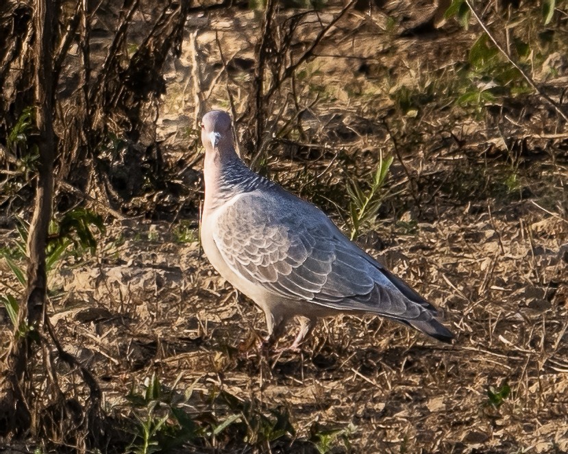 Picazuro Pigeon - ML609191506