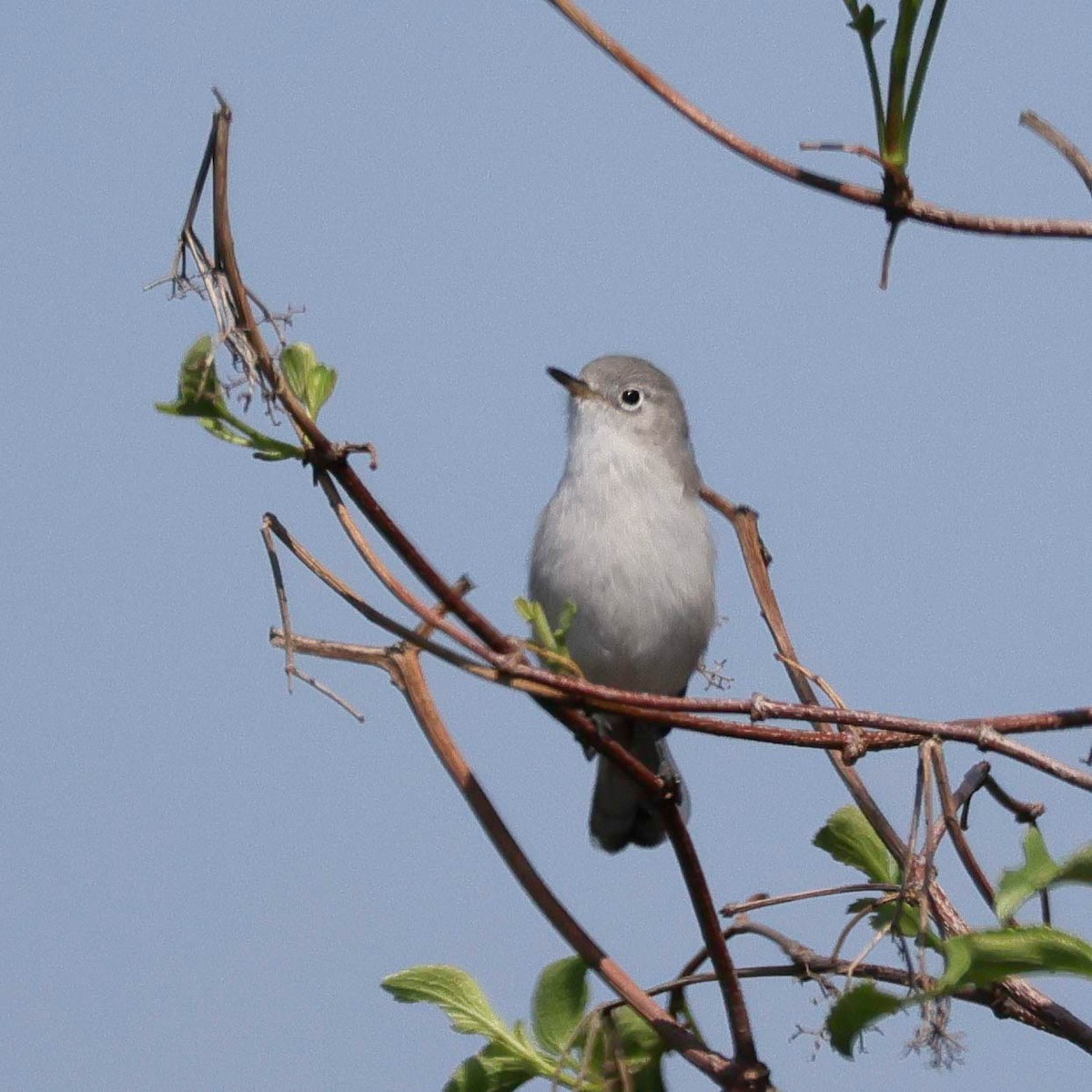 Blue-gray Gnatcatcher - ML609191514