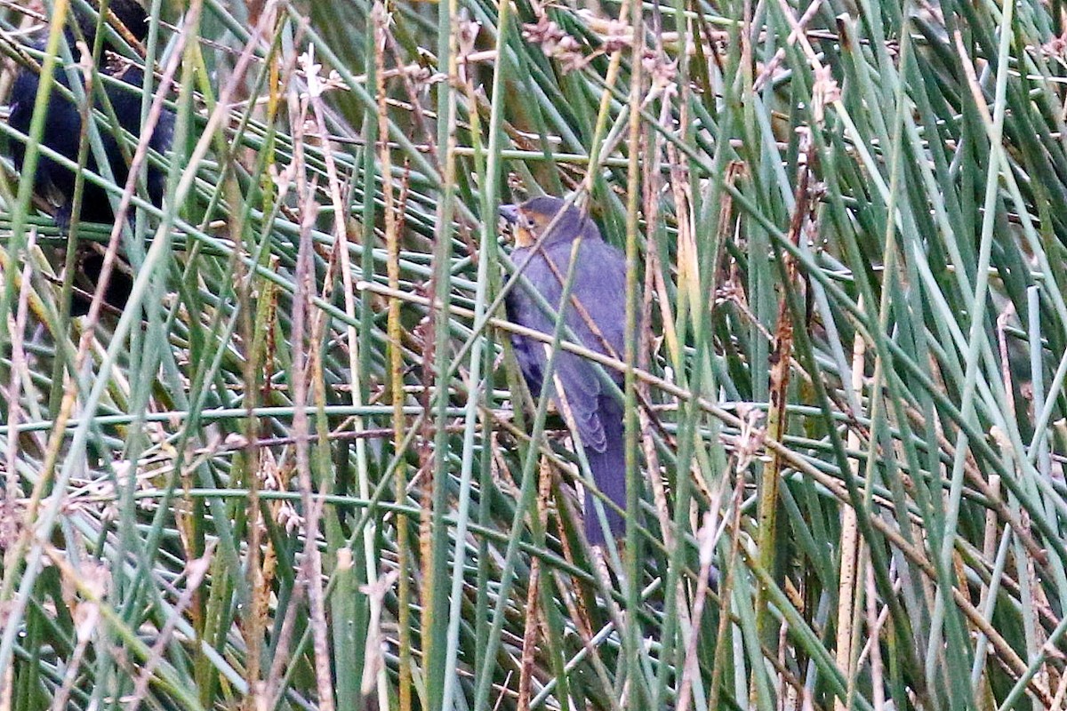 Yellow-headed Blackbird - ML609191519