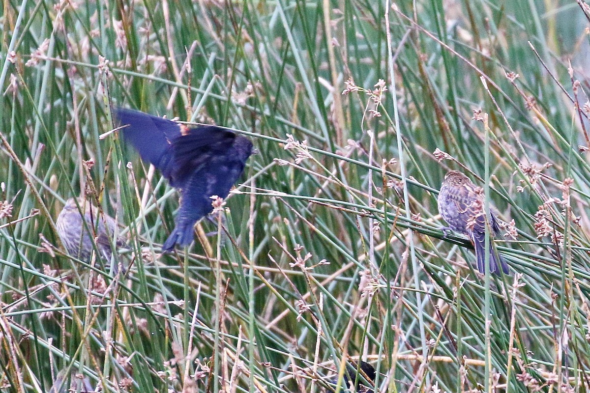 Red-winged Blackbird - ML609191523