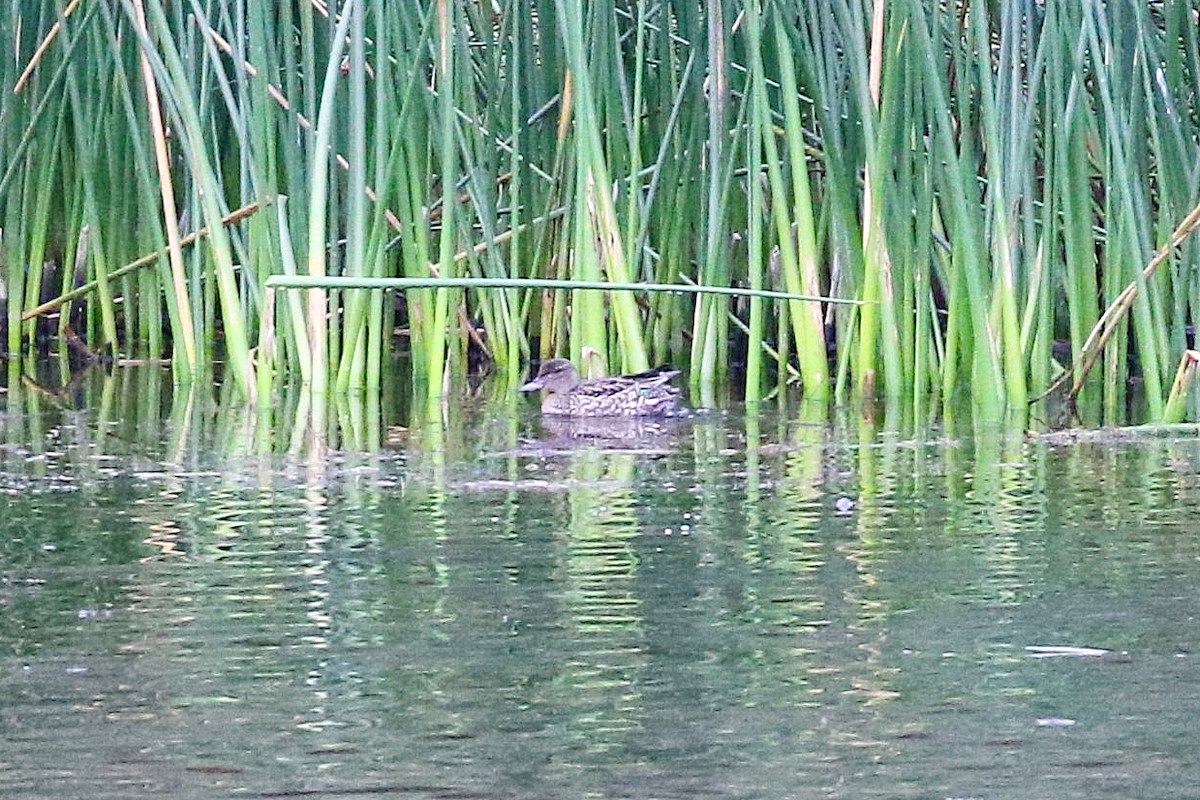 Green-winged Teal - ML609191525