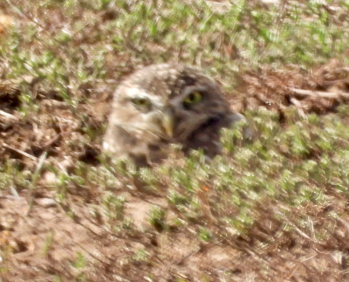 Burrowing Owl - ML609191580
