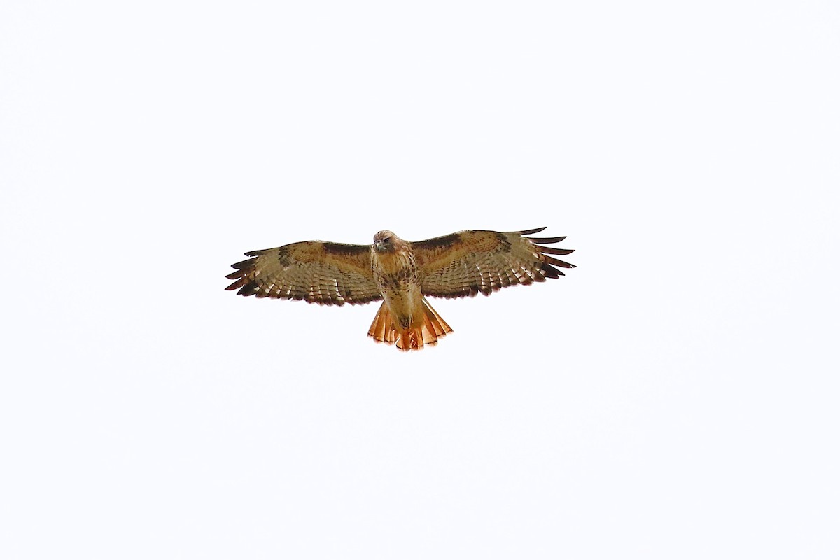 Red-tailed Hawk - Chih-Wei(David) Lin