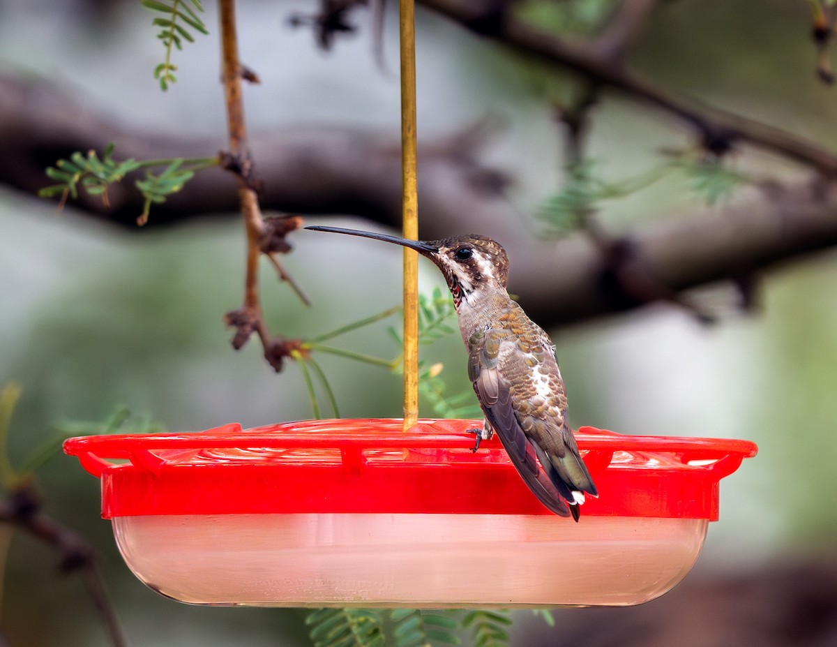 Plain-capped Starthroat - Sherry Rosen