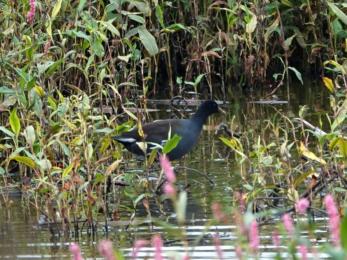 Gallinule d'Amérique - ML609191777