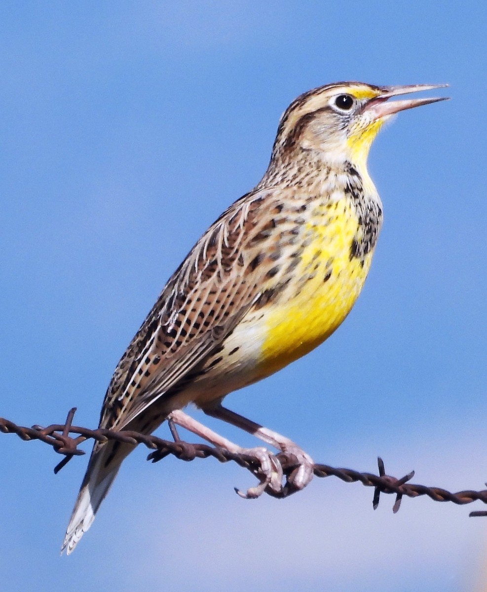 Western Meadowlark - Sharon Dewart-Hansen