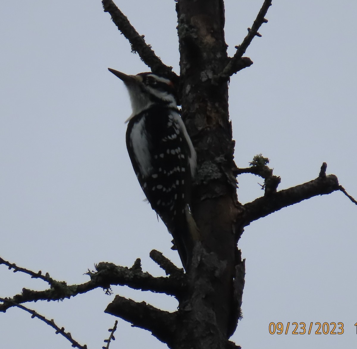 Hairy Woodpecker - ML609191820