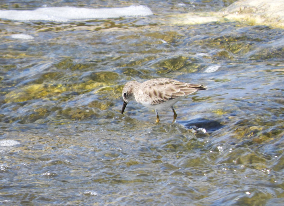 Least Sandpiper - ML609191885