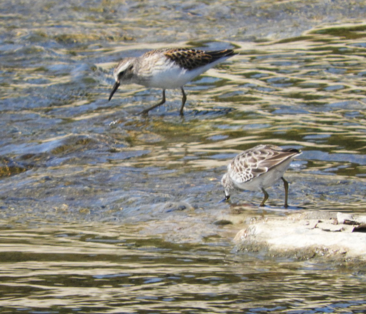 Least Sandpiper - ML609191886