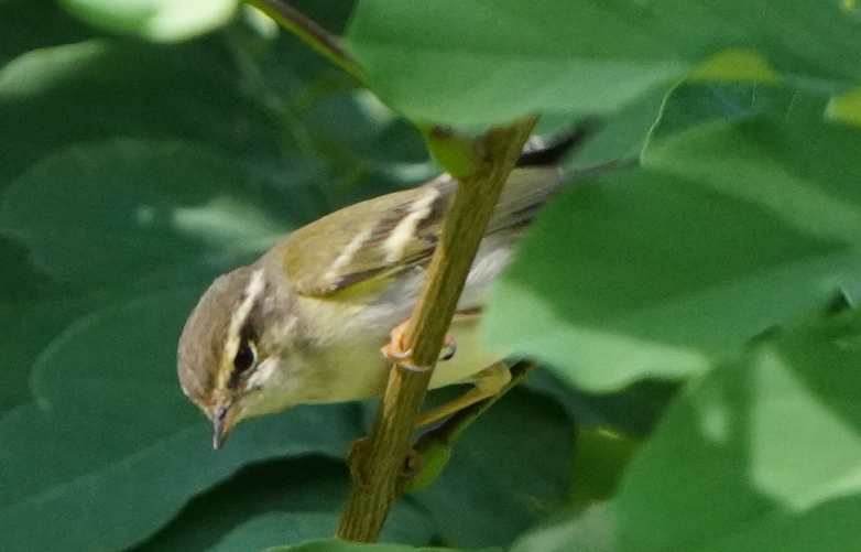 Yellow-browed Warbler - ML609191887
