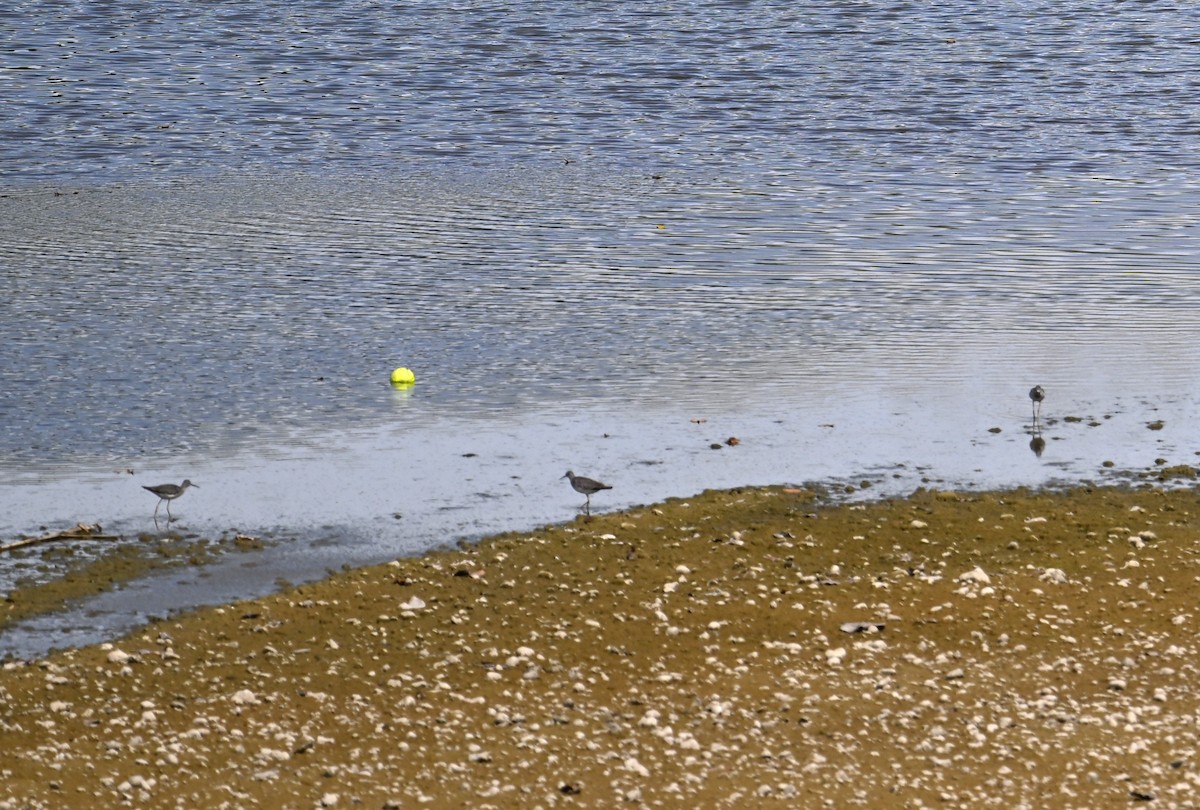 Lesser Yellowlegs - ML609191918