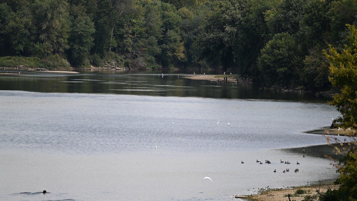 Great Egret - ML609191937