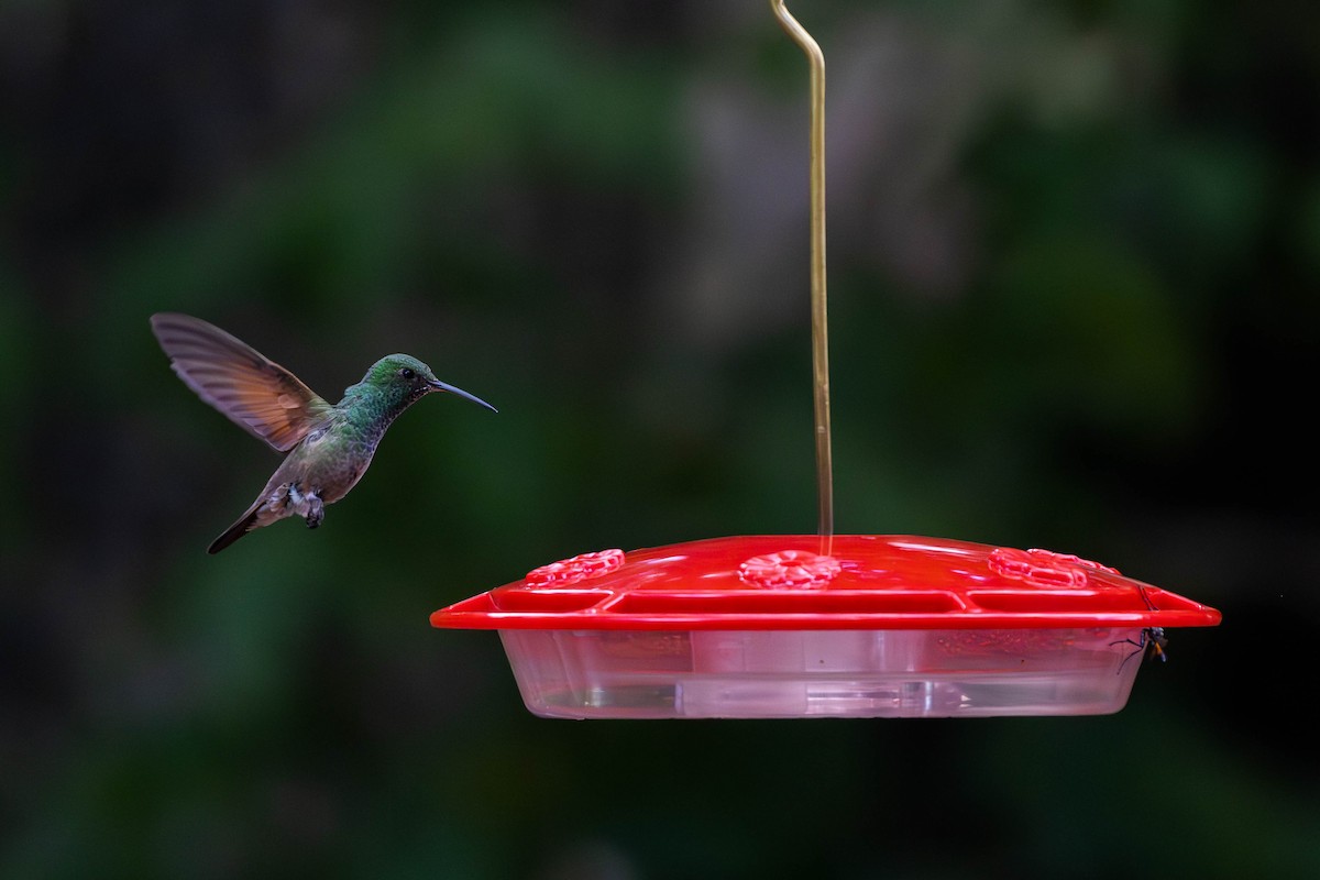 Berylline Hummingbird (Northern) - Alex Lamoreaux