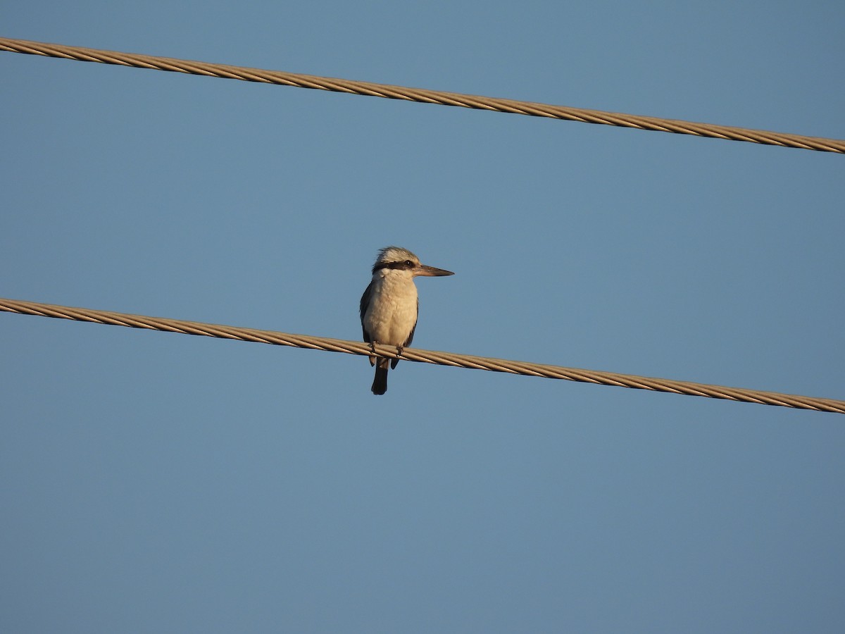 Red-backed Kingfisher - ML609192139