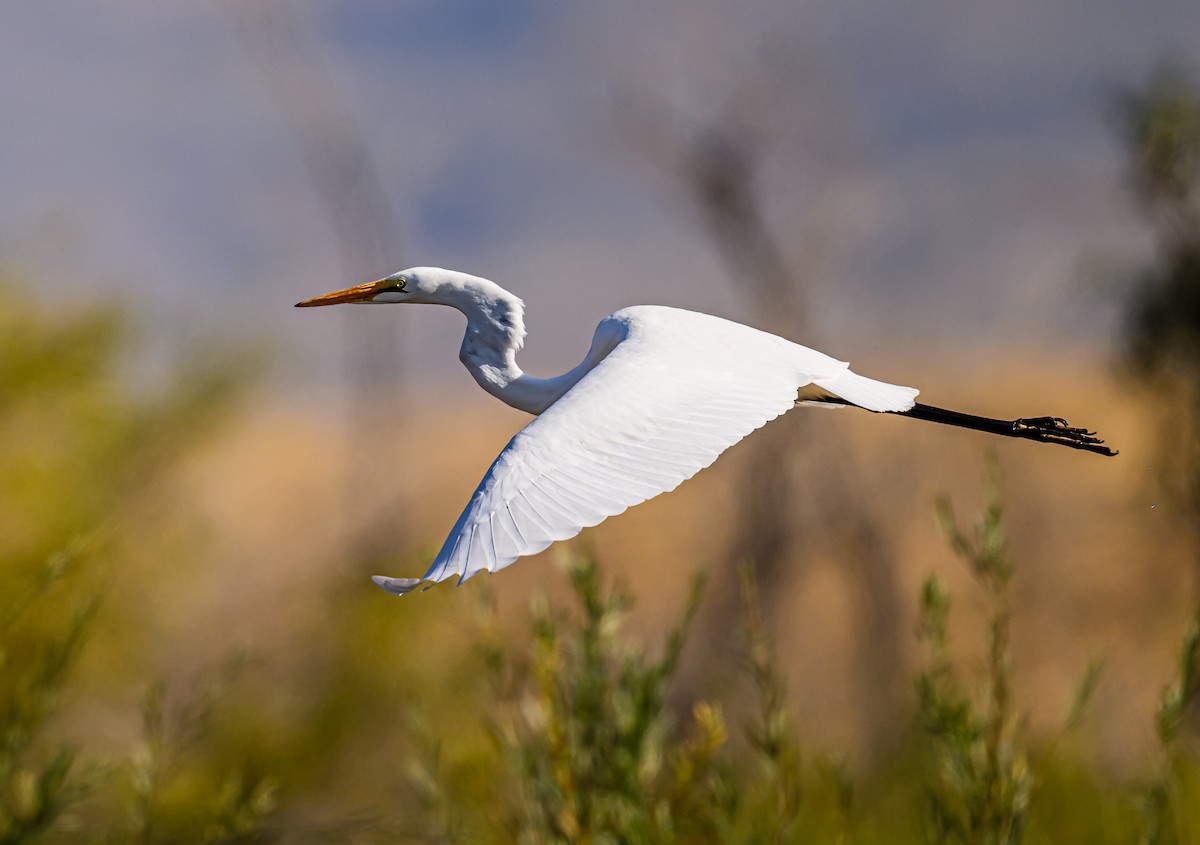 Great Egret - Ken Miracle