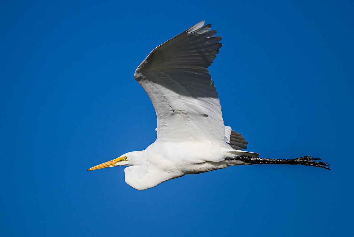 Great Egret - ML609192147