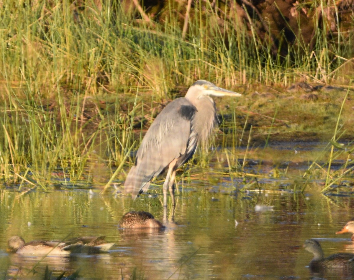 Garza Azulada - ML609192155