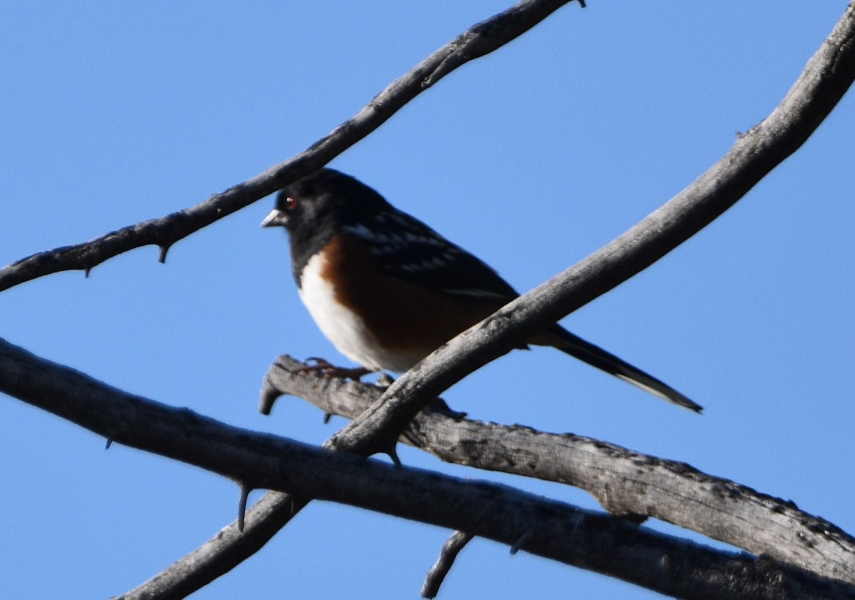Spotted Towhee - ML609192182