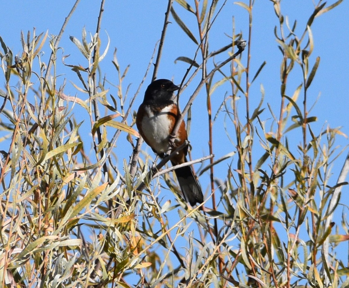 Spotted Towhee - ML609192190