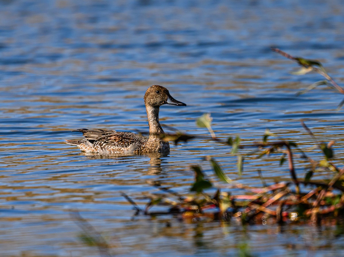 Northern Pintail - Ken Miracle