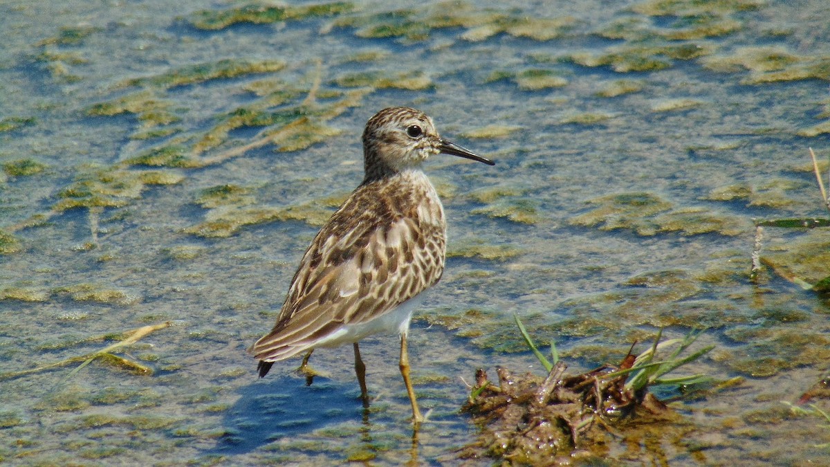 Least Sandpiper - ML609192371