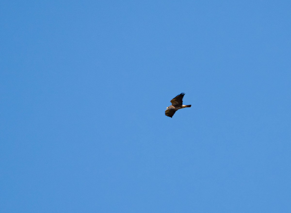 Swainson's Hawk - Karl Schneck