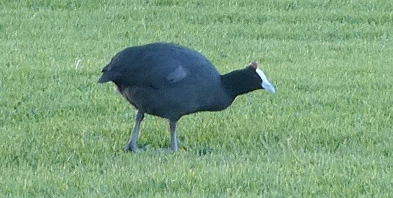 Red-knobbed Coot - ML609192526