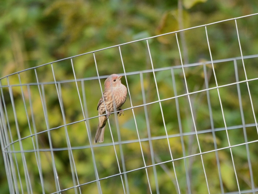 House Finch - Ben Baldwin