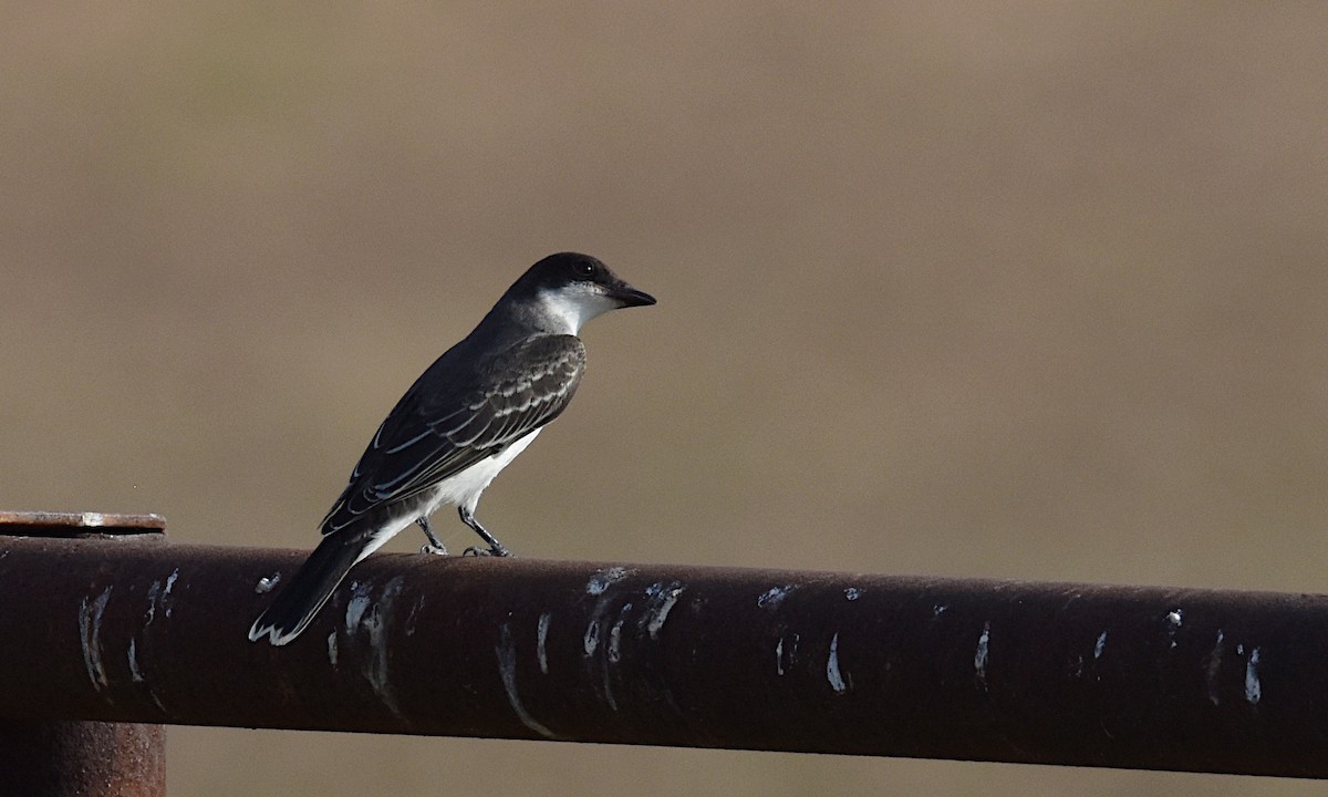 Eastern Kingbird - ML609192563