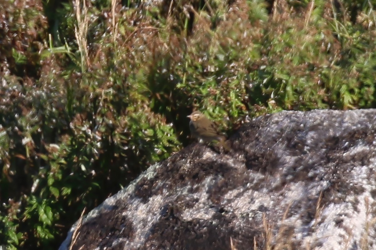 Olive-backed Pipit - ML609192659