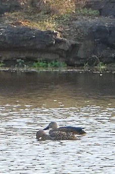 Canard de Smith - ML609192675