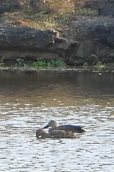 Cape Shoveler - ML609192675