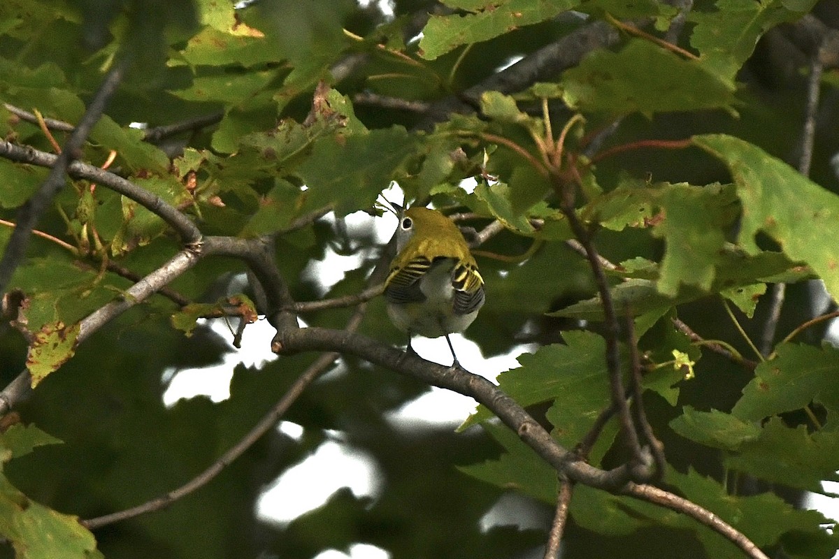 brunsideparula - ML609192766