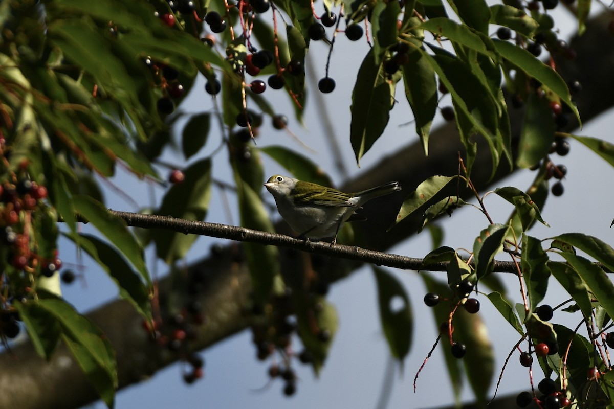 brunsideparula - ML609192767