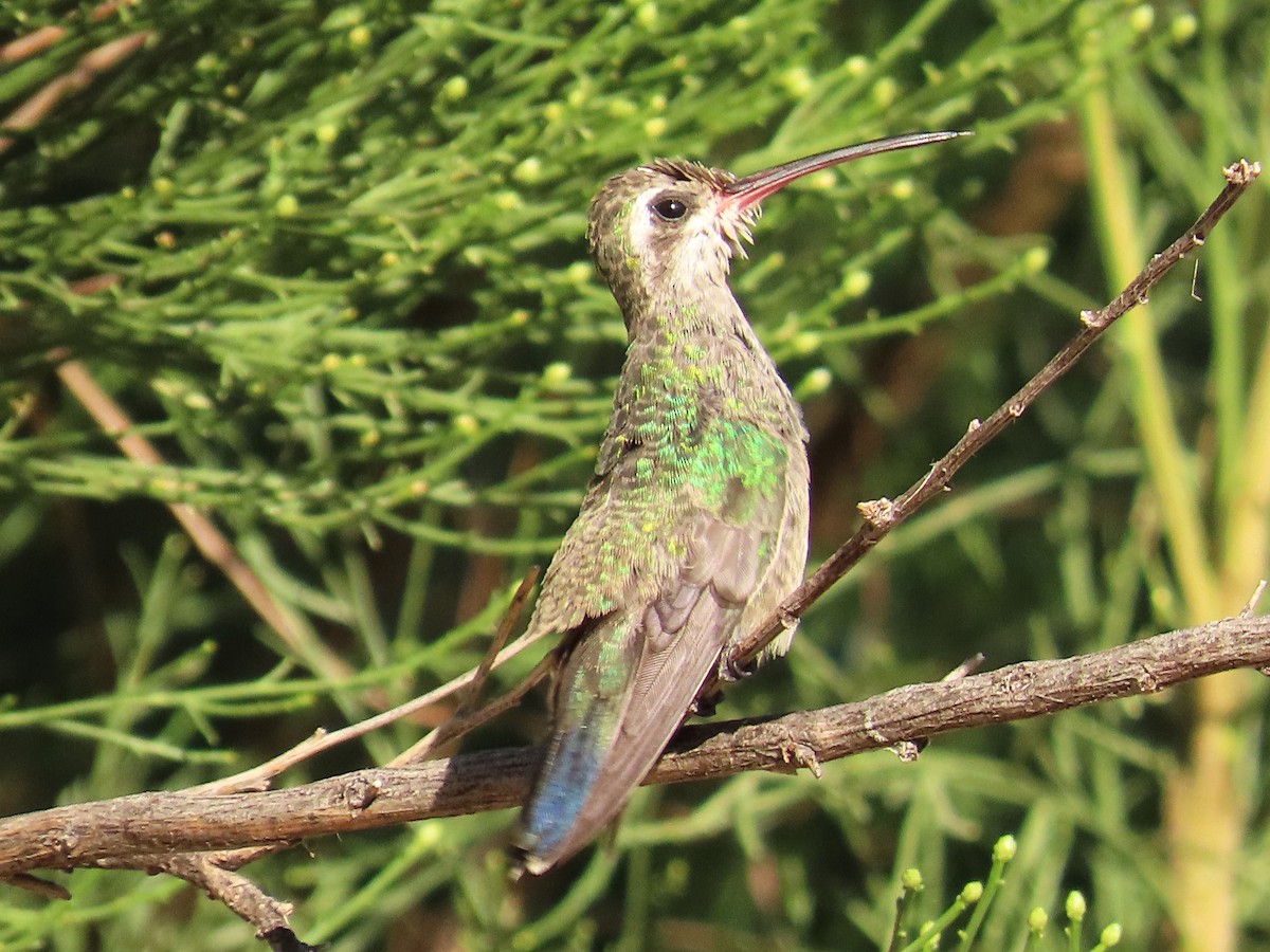 Broad-billed Hummingbird - ML609192773