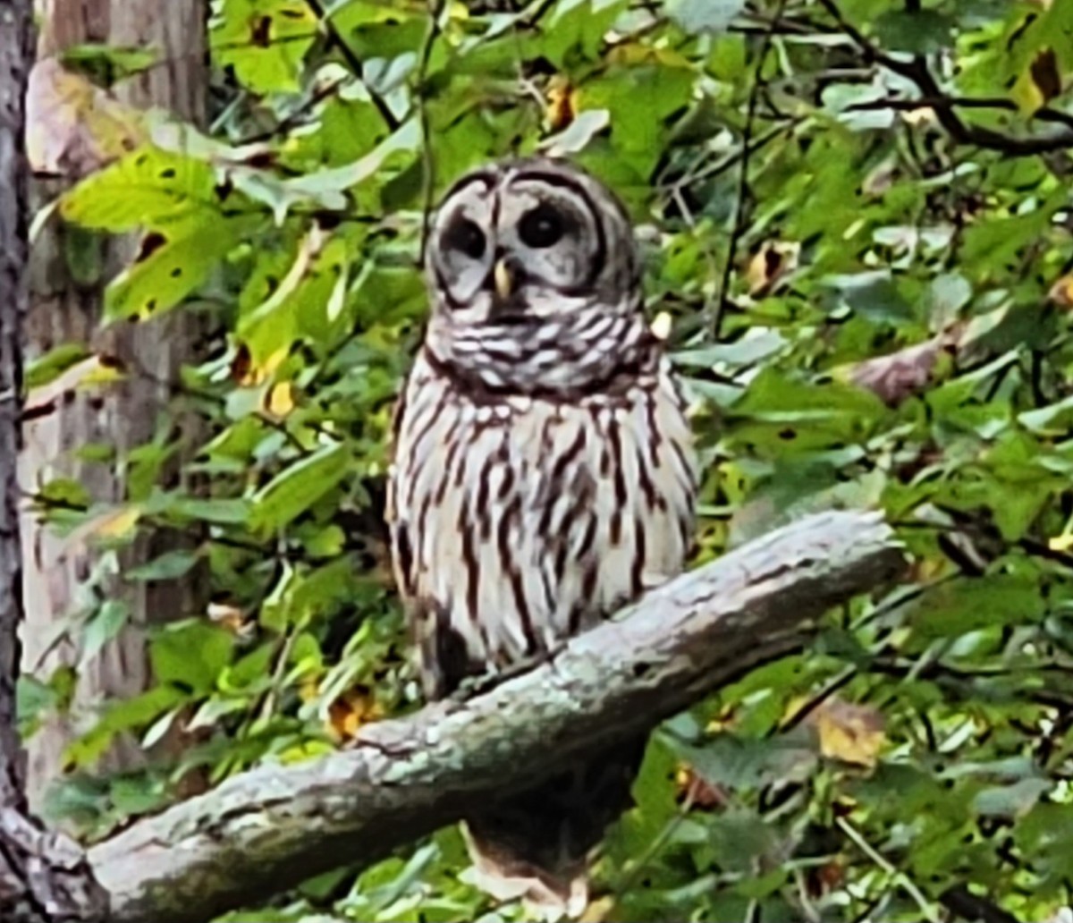 Barred Owl - ML609192827