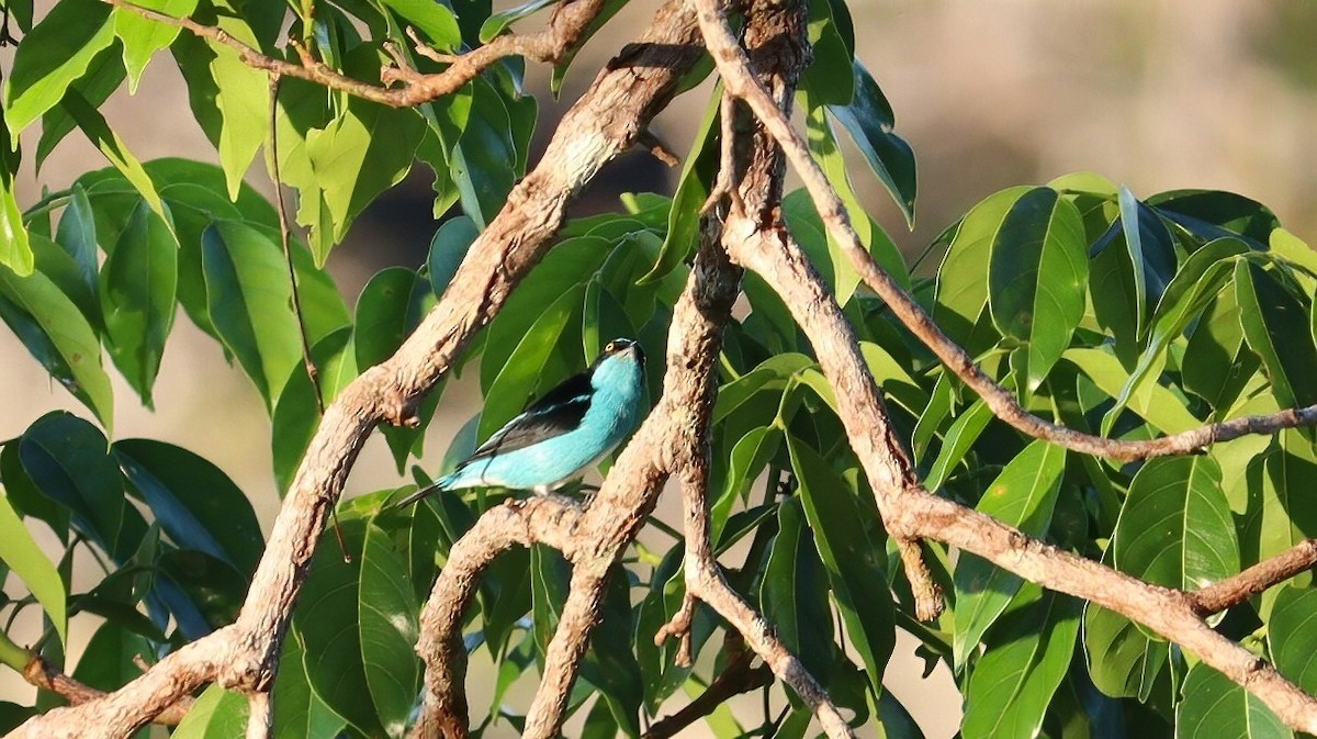 Dacnis à coiffe bleue - ML609192954