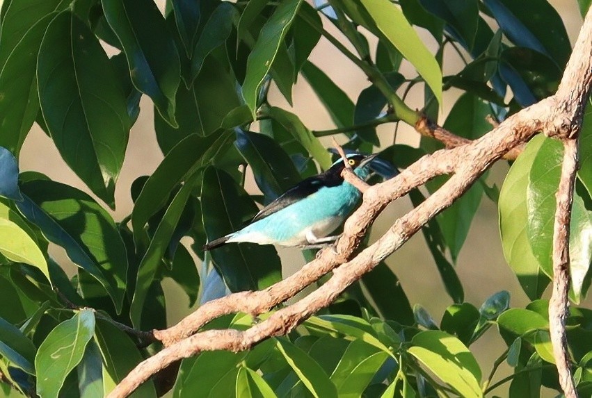 Dacnis à coiffe bleue - ML609192961