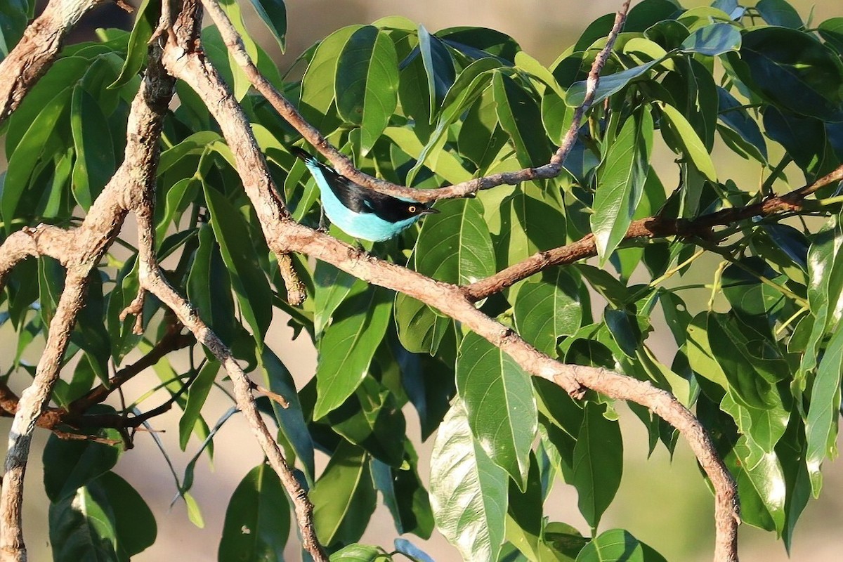 Dacnis à coiffe bleue - ML609192964