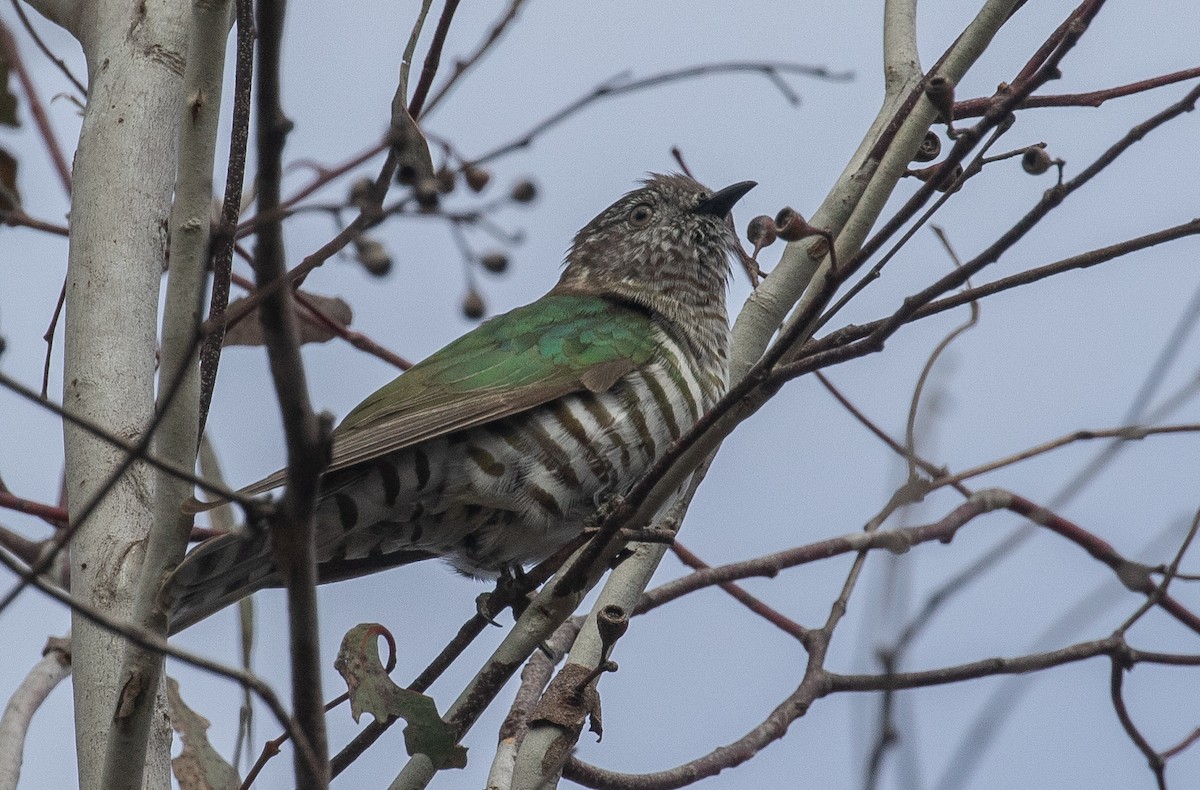 Shining Bronze-Cuckoo - ML609193195