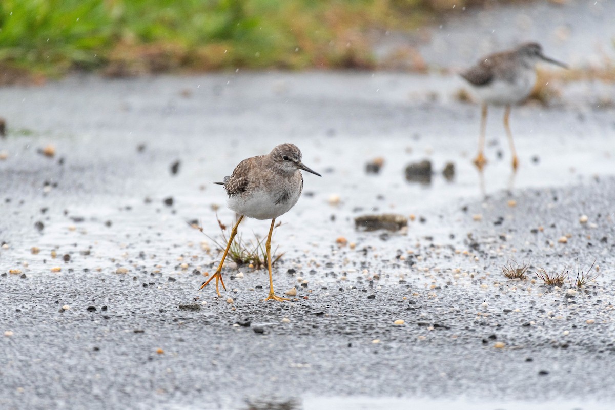 Lesser Yellowlegs - ML609193255