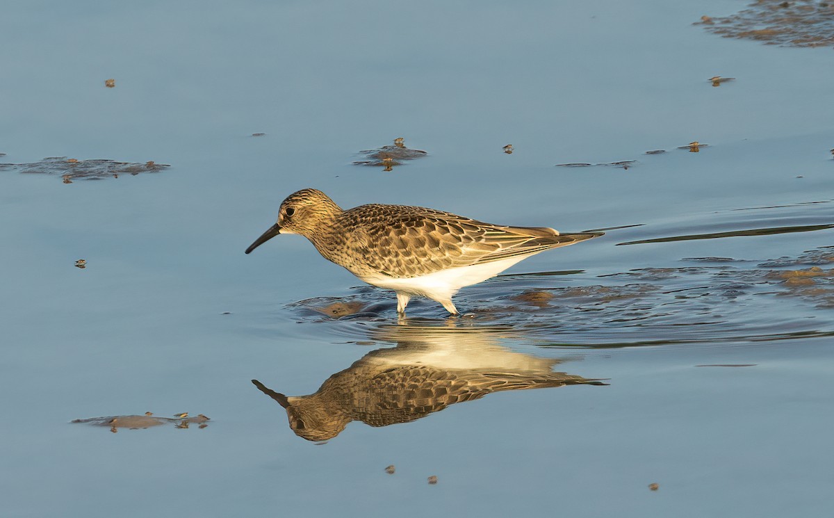 Baird's Sandpiper - ML609193290