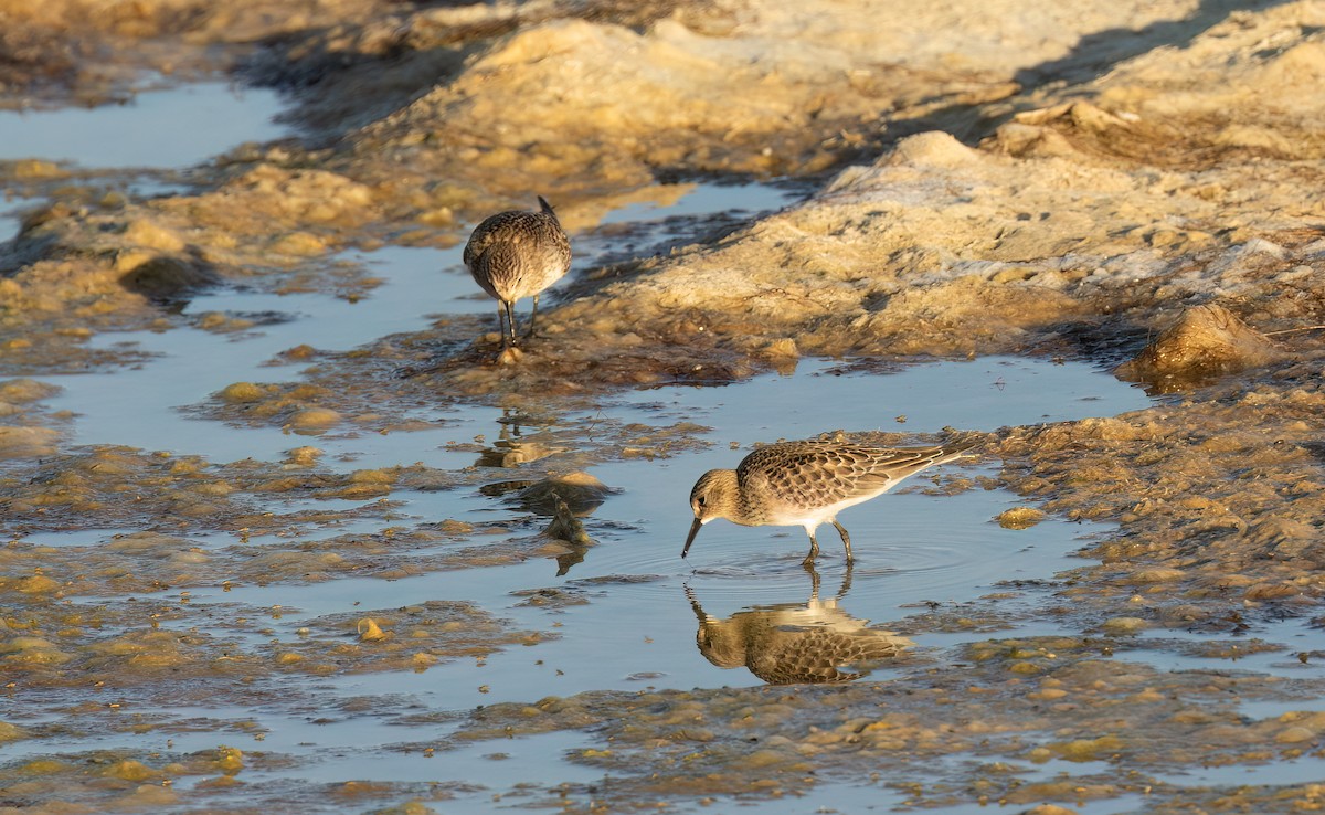 Baird's Sandpiper - ML609193296