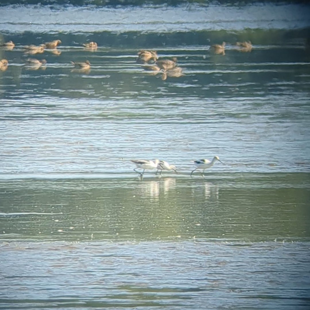 Avoceta Americana - ML609193342